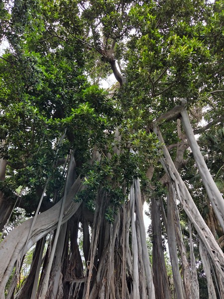 Impresionante árbol con raíces aéreas y troncos entrelazados en el Jardín de Aclimatación de La Orotava, Tenerife, rodeado de abundante vegetación.