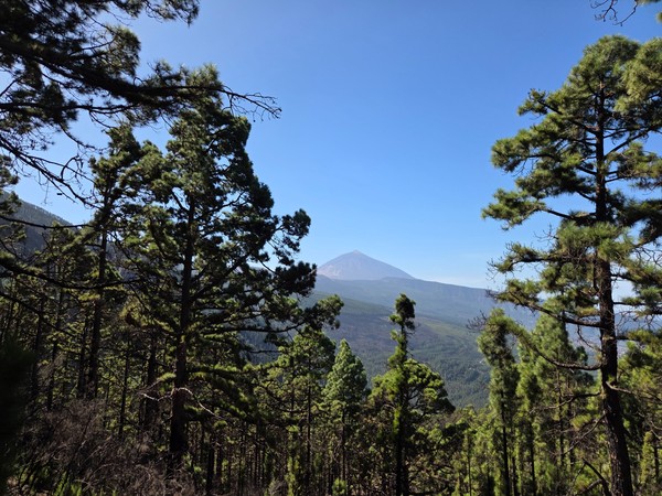 Vista del Teide entre los pinares del norte de Tenerife en un día despejado, con cielo azul y paisaje volcánico alrededor.